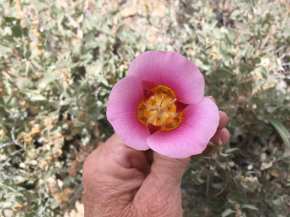 Pink flower growing out of some rocks